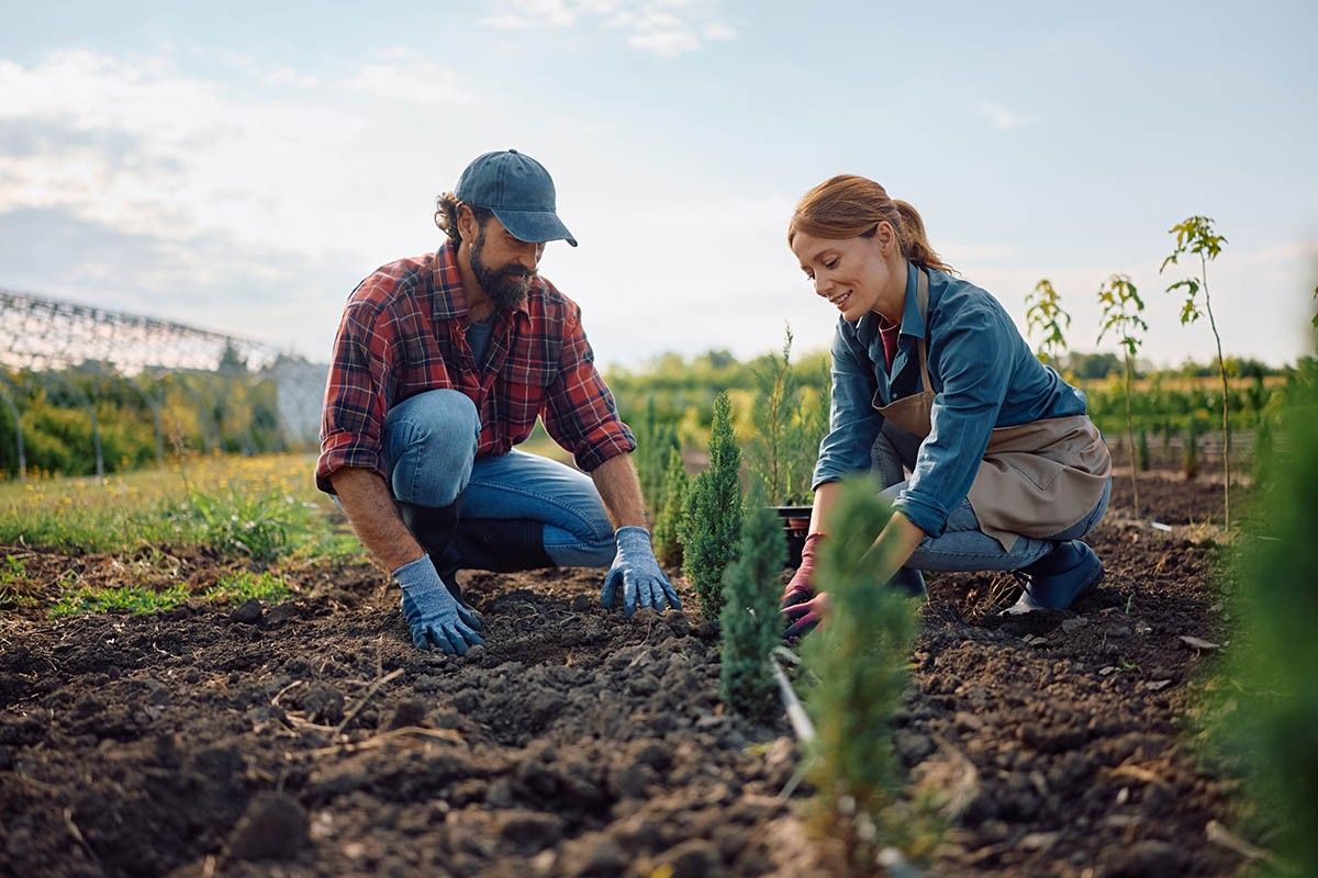 сажать деревья