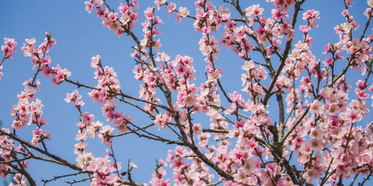 Цветущая сакура в Москве