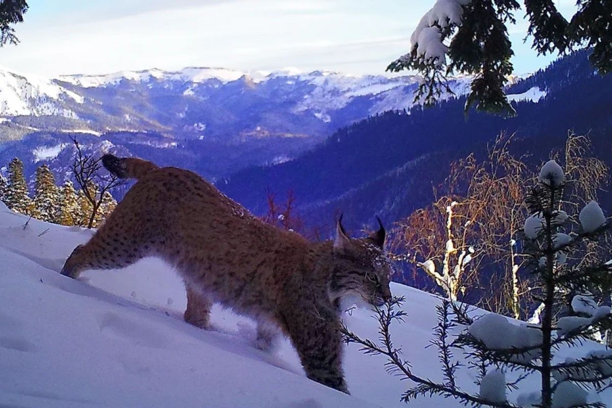 красная поляна весной
