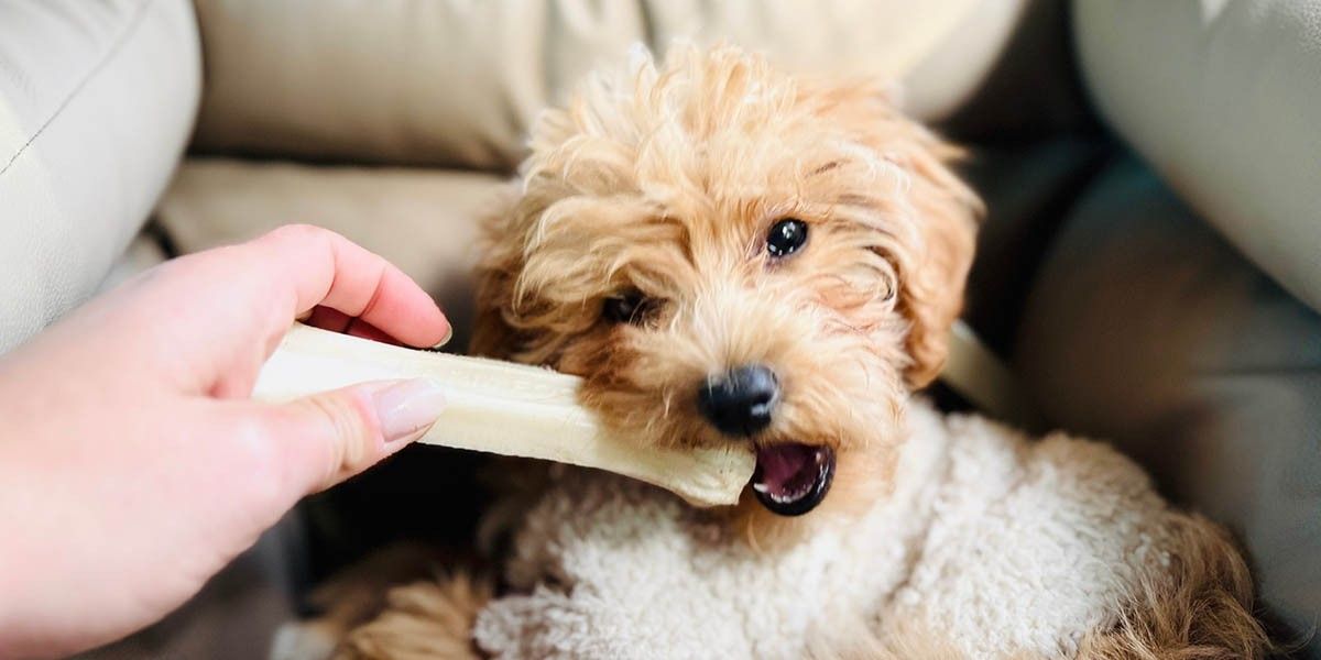 Можно ли собакам кости: какие безопасны, а какие давать нельзя