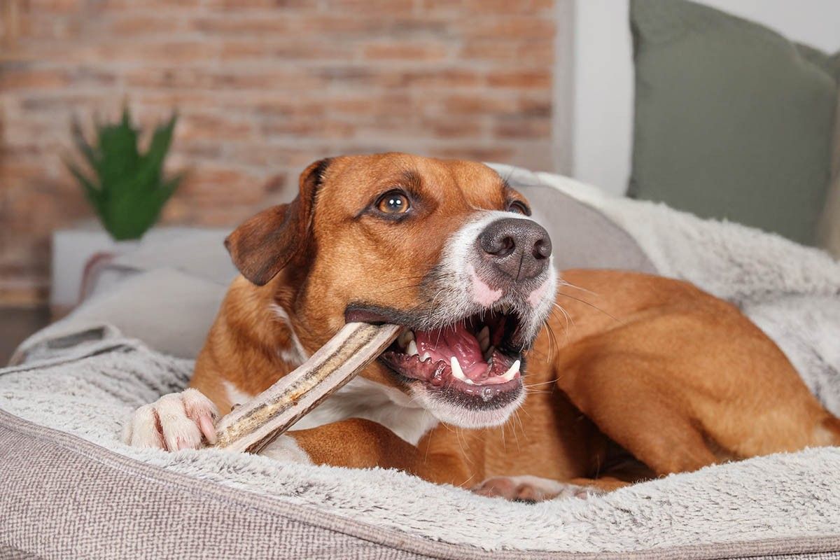 можно ли собакам кости