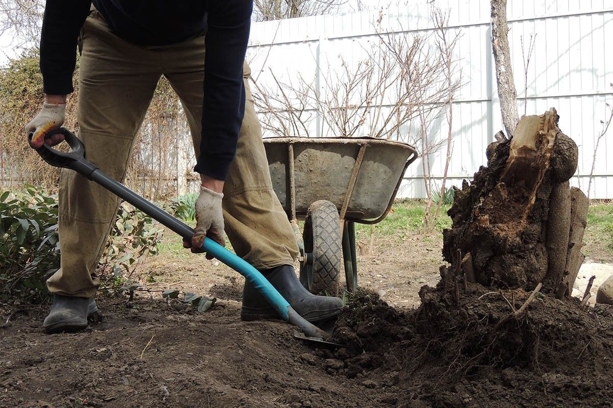 как избавиться от пня на участке