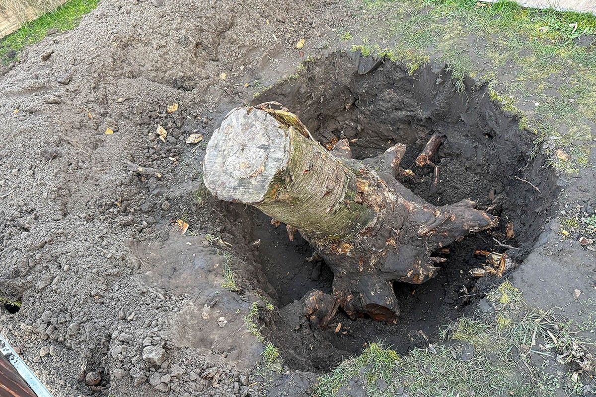 как быстро избавиться от пня на участке