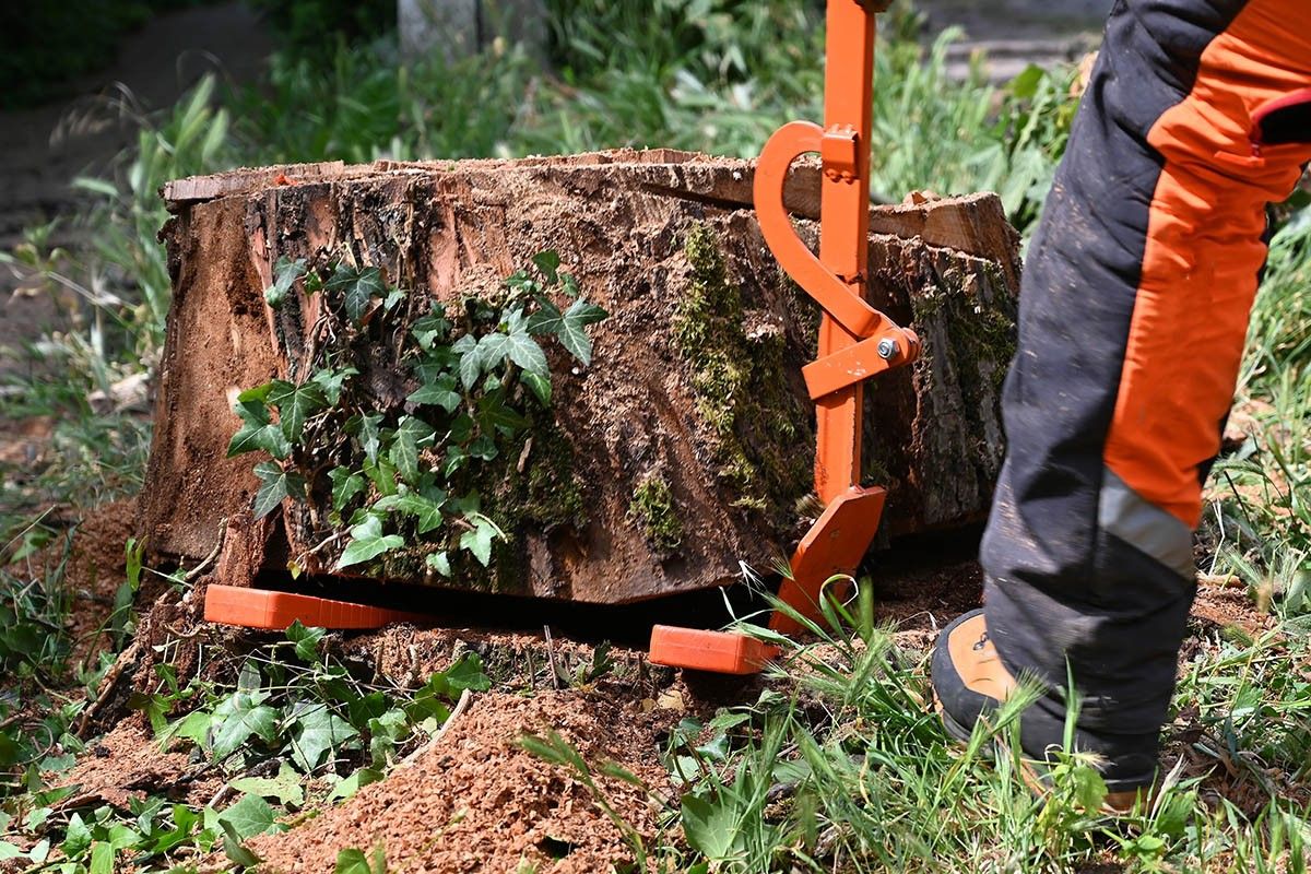 корчевание пней
