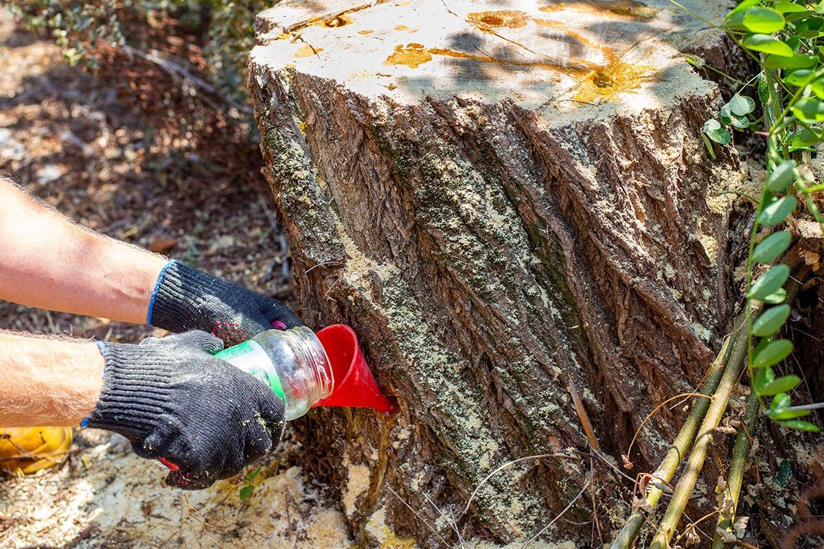 как избавиться от пней дерева