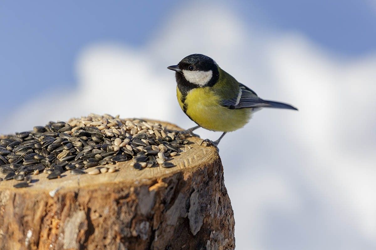 как избавиться от пня без корчевания
