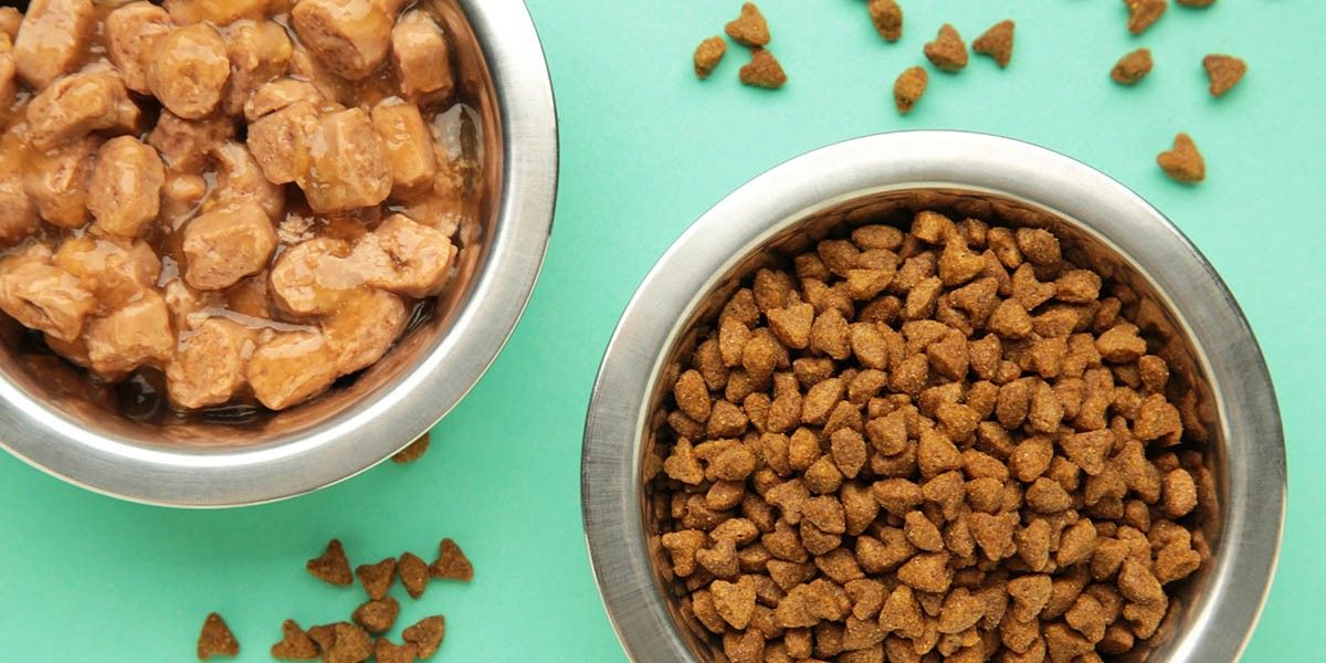 Влажный или сухой корм для кошек: какой лучше и как правильно выбрать рацион