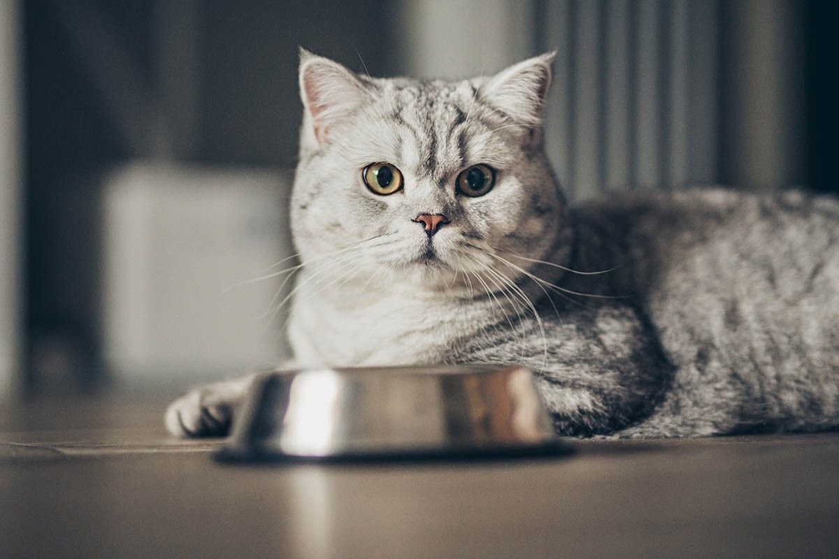 кошачий корм 