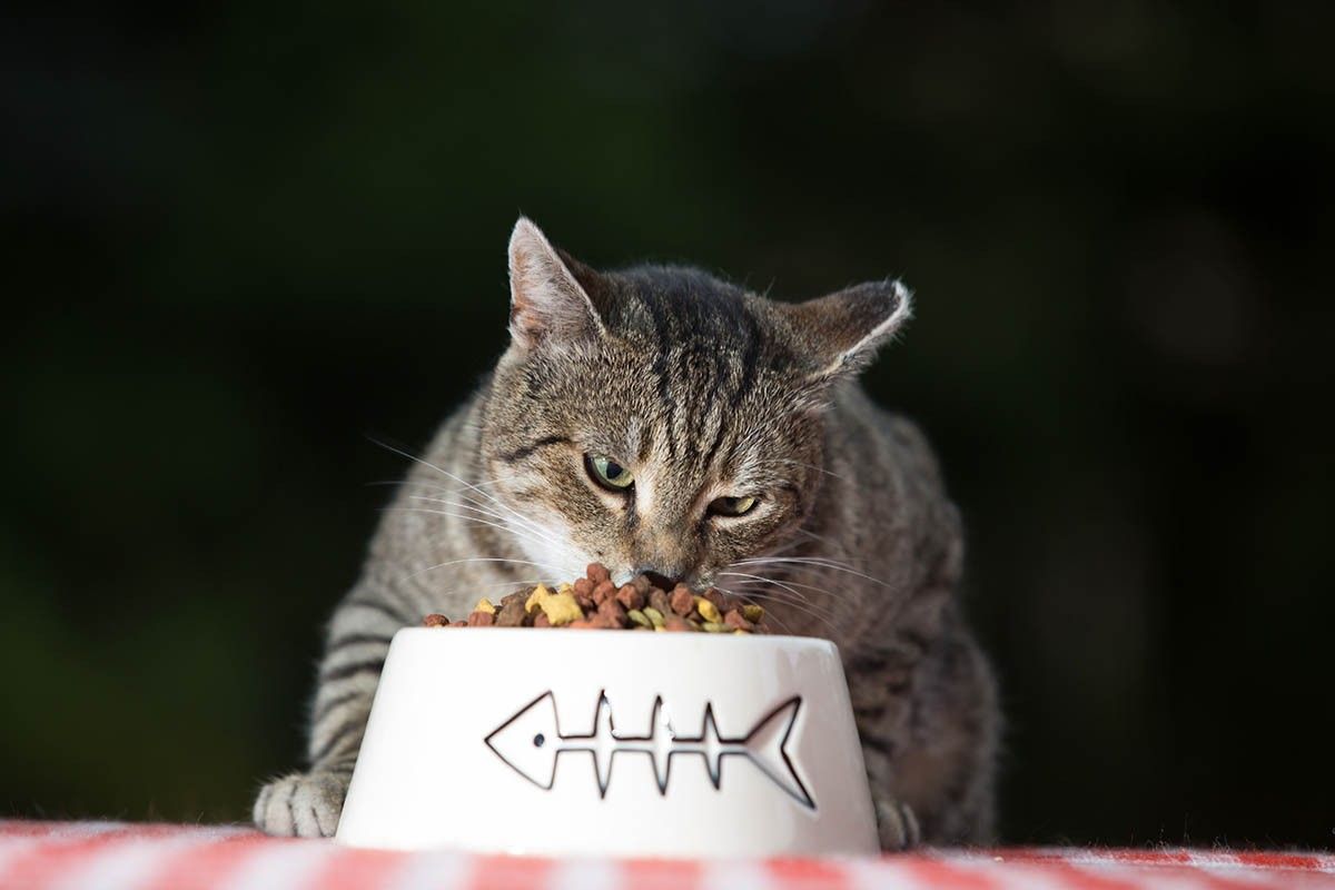 кошачий корм 