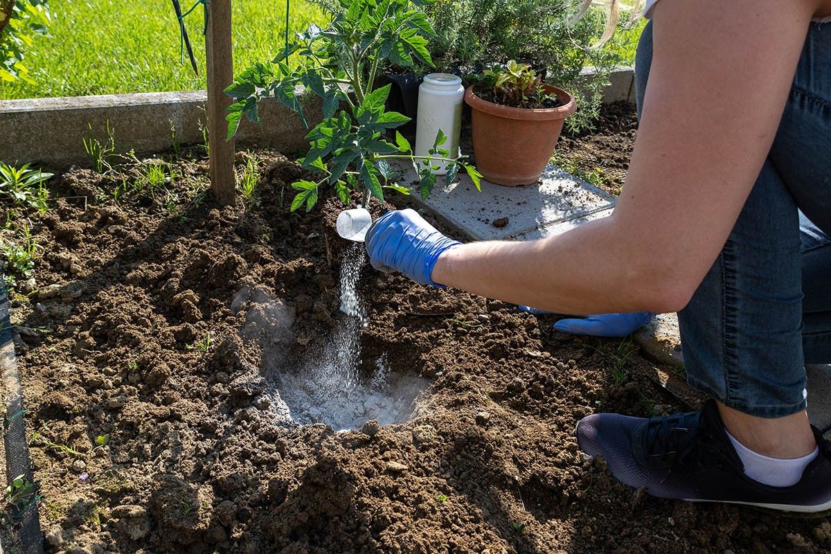 высаживать рассаду в грунт