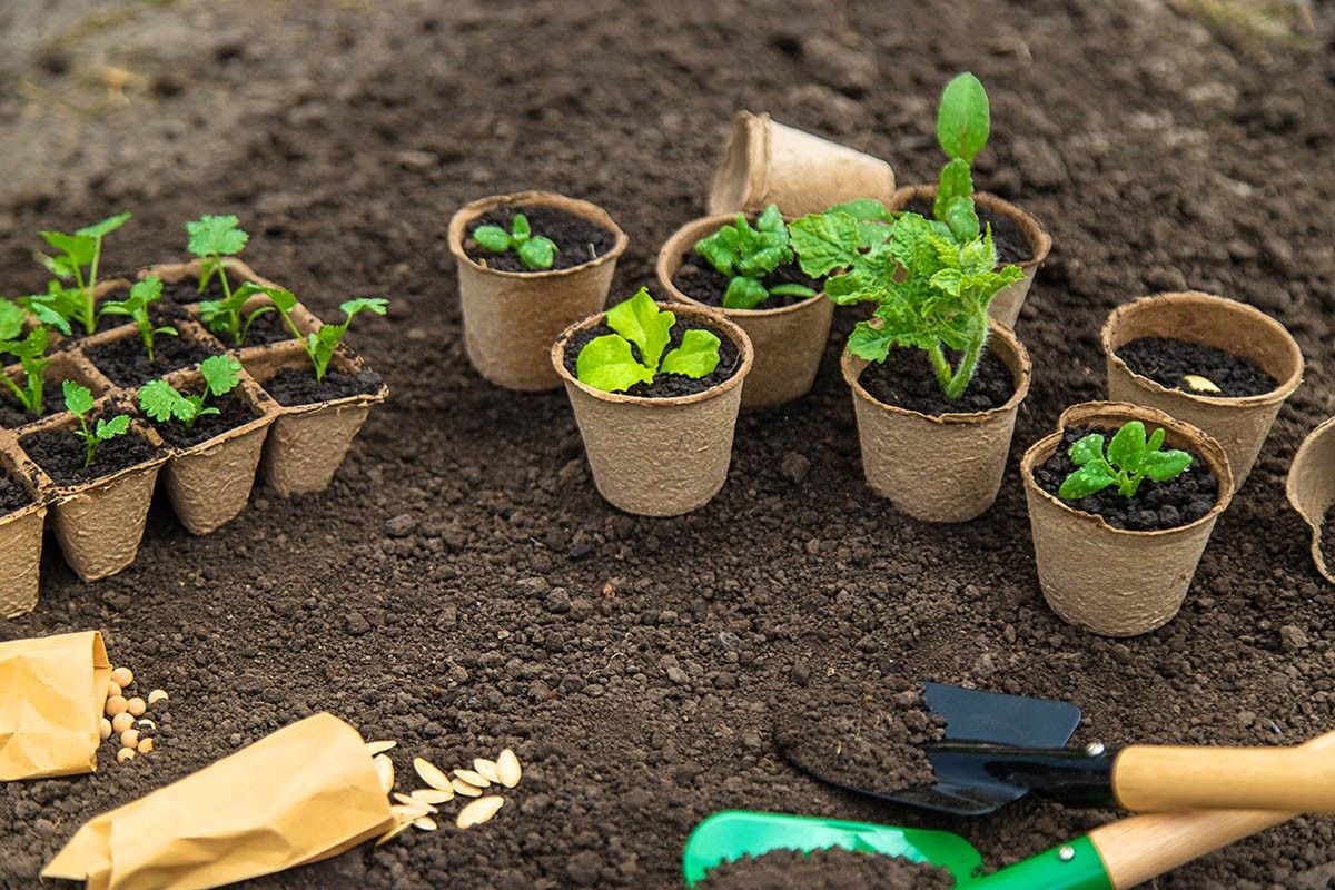 посадка рассады перца в открытый грунт