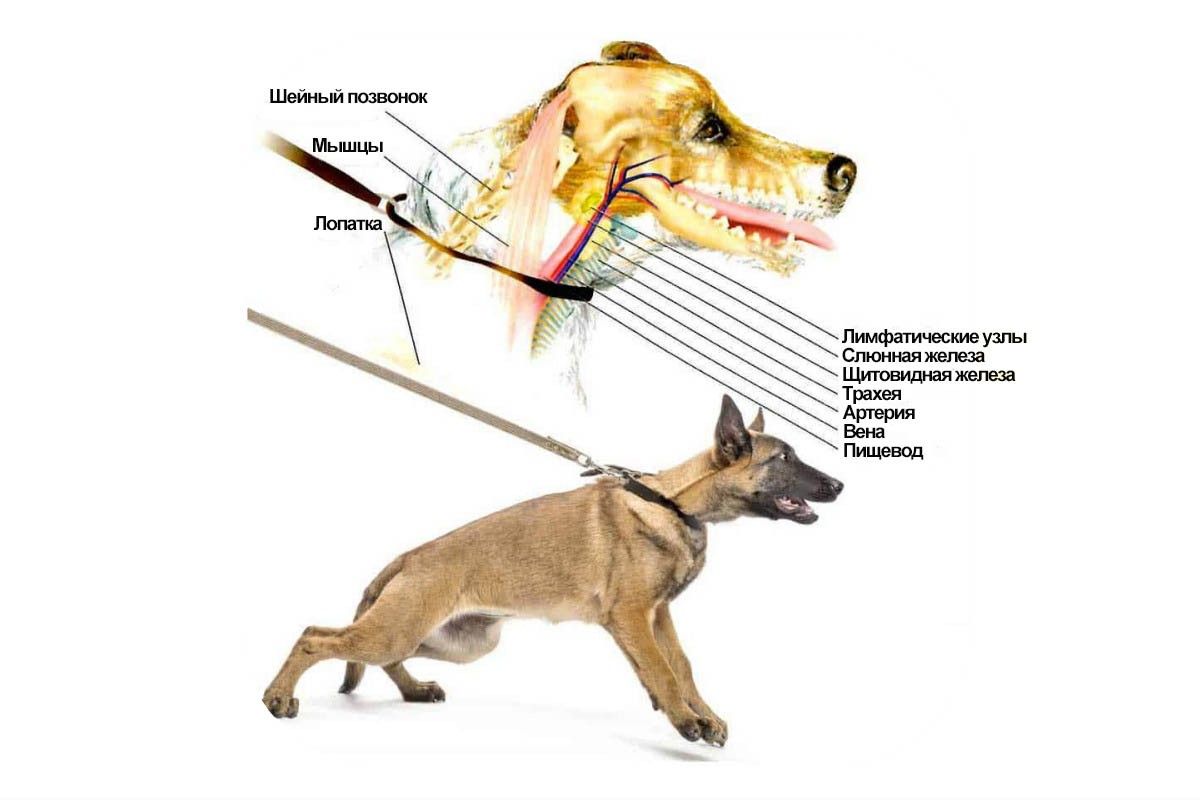 есть ли вред от ошейника