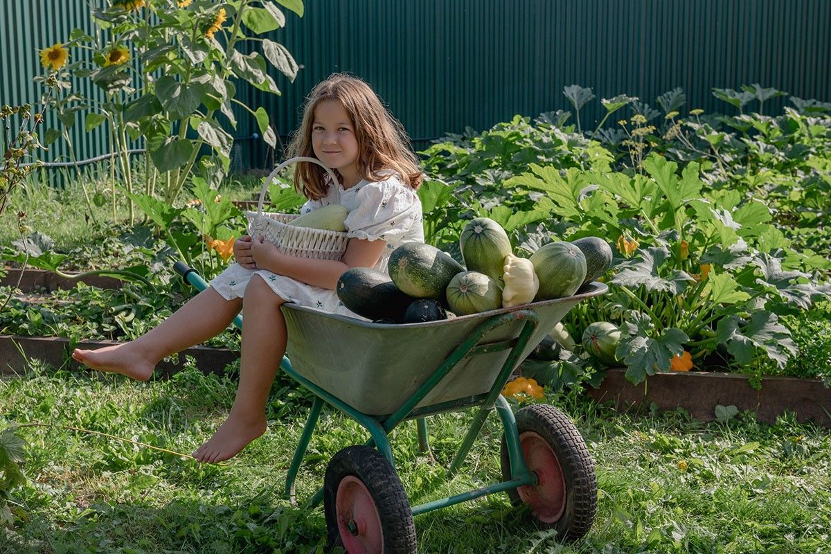 когда сажать кабачки