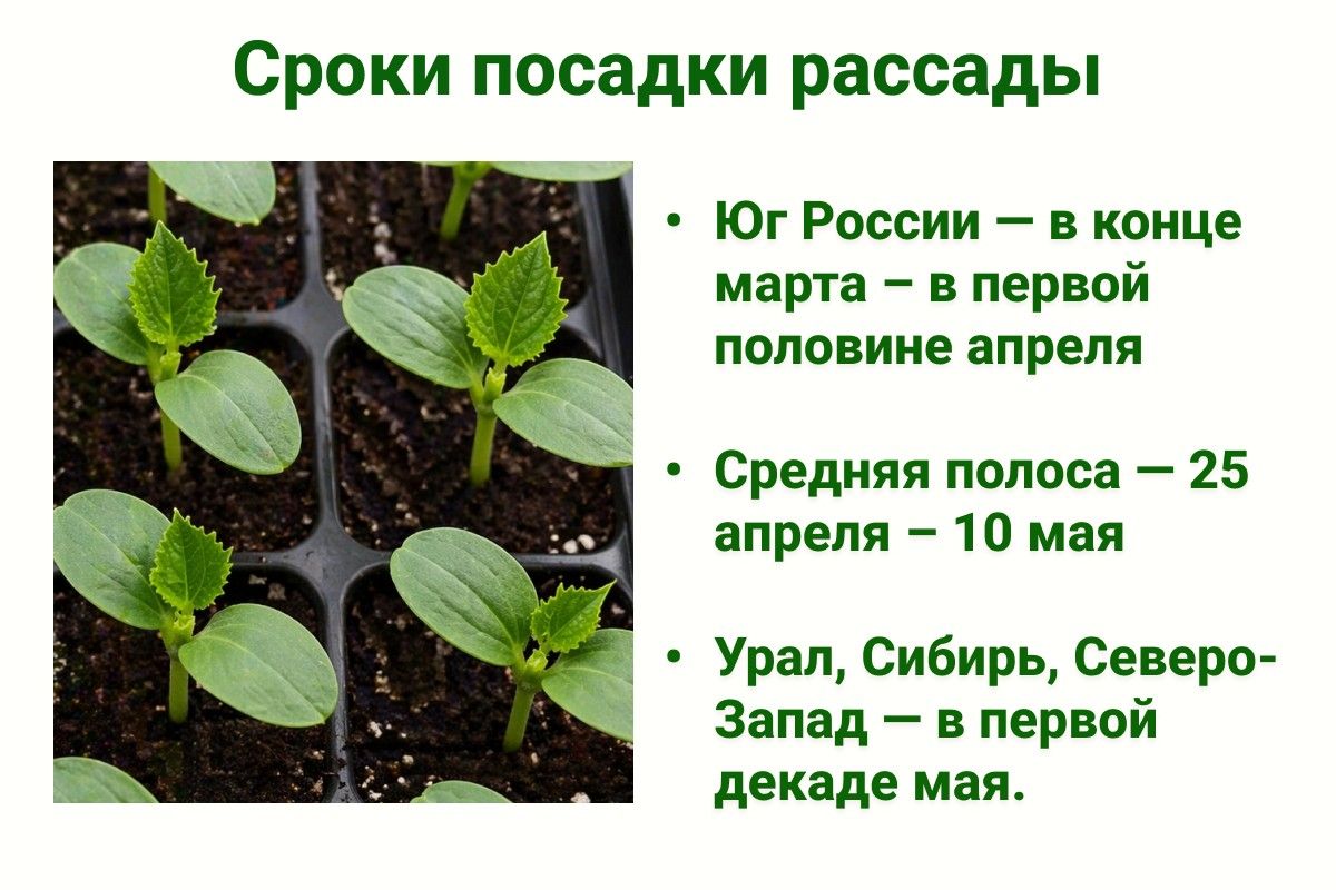 рассада кабачков