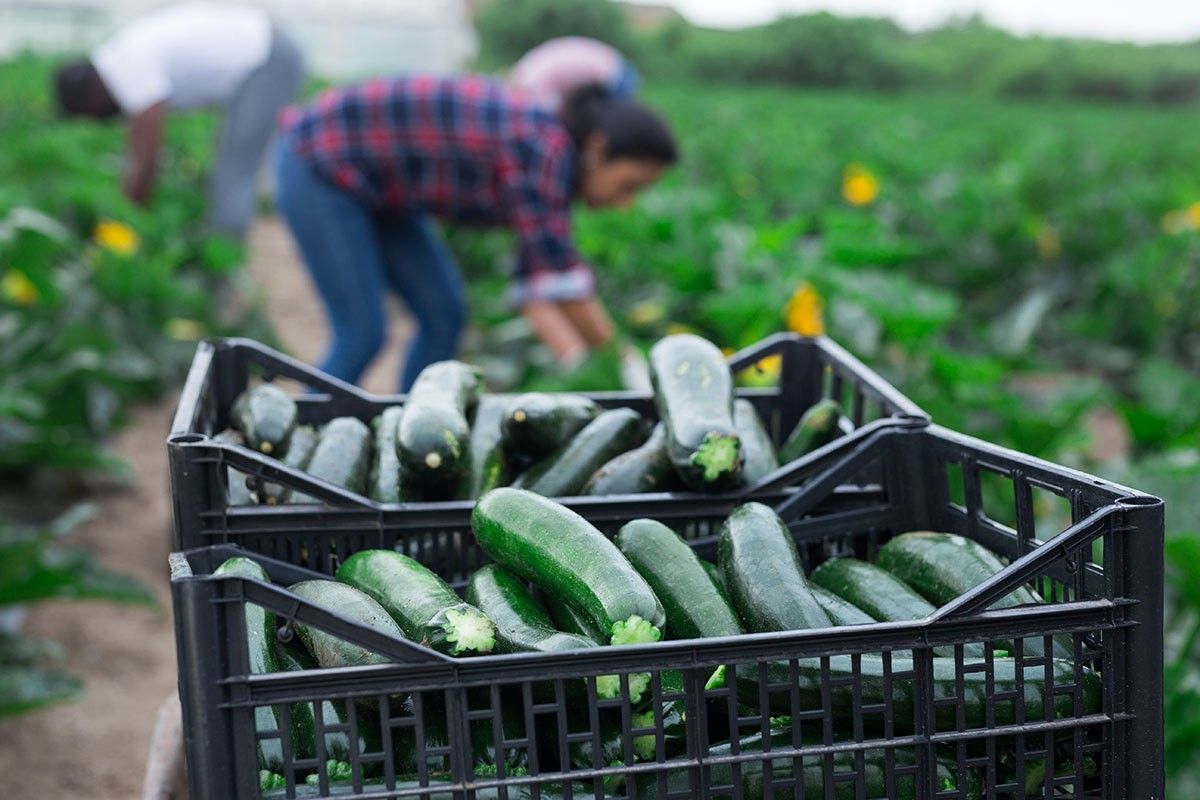 когда сажать семена кабачков