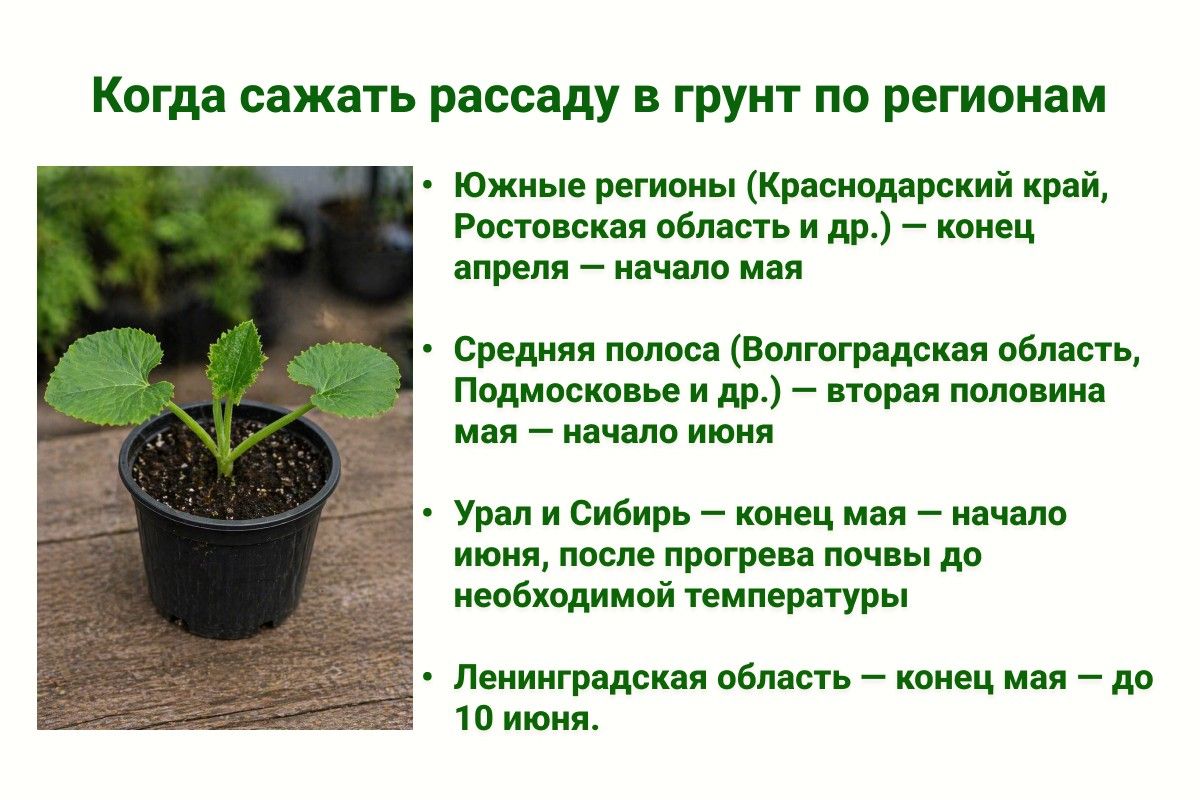 когда сажать кабачки в открытый грунт