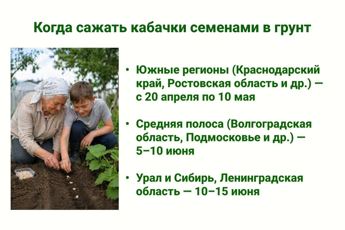 когда сажать кабачки в грунт