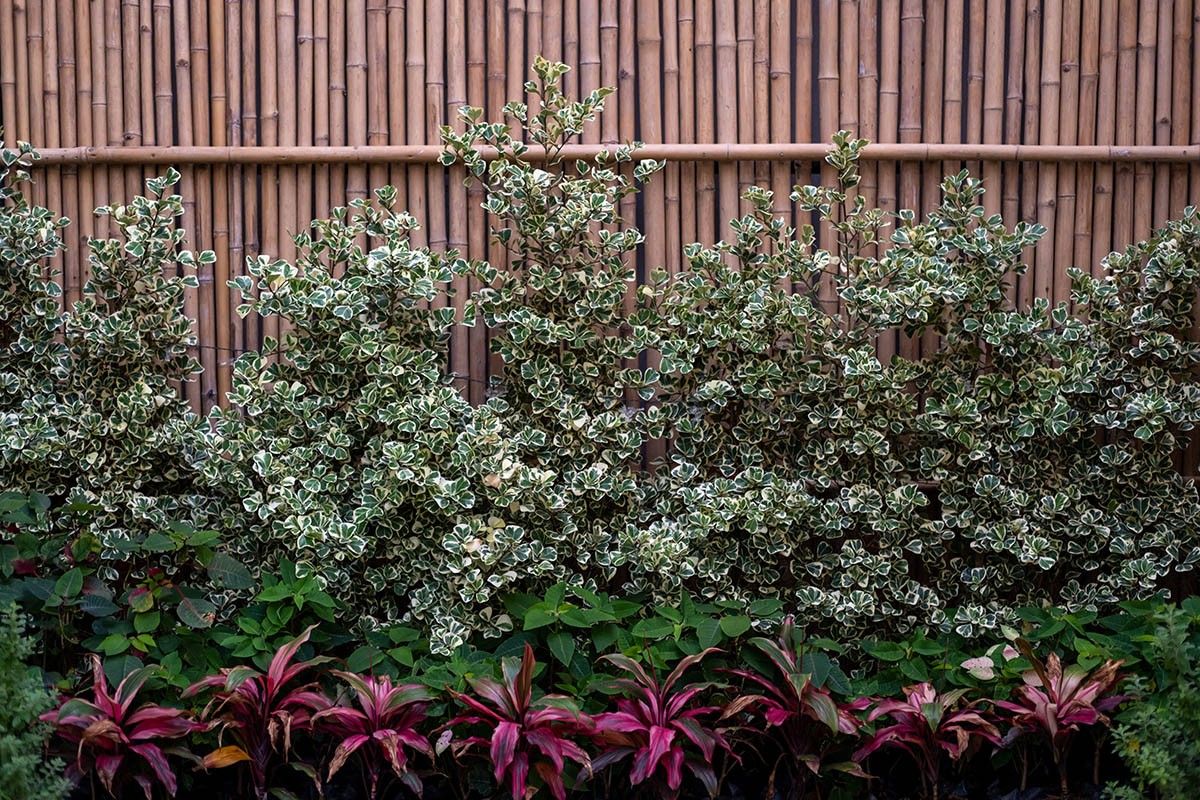 композиция из растений вдоль забора