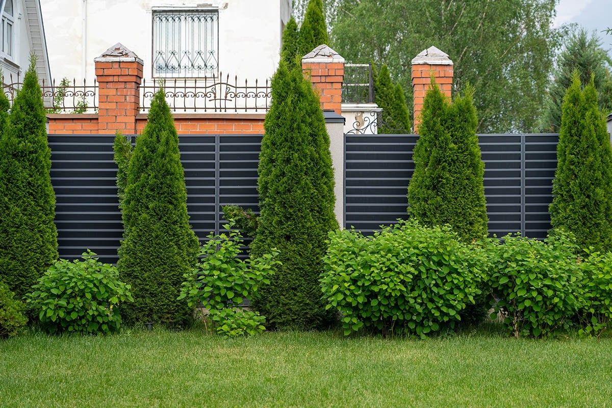 хвойные вдоль забора