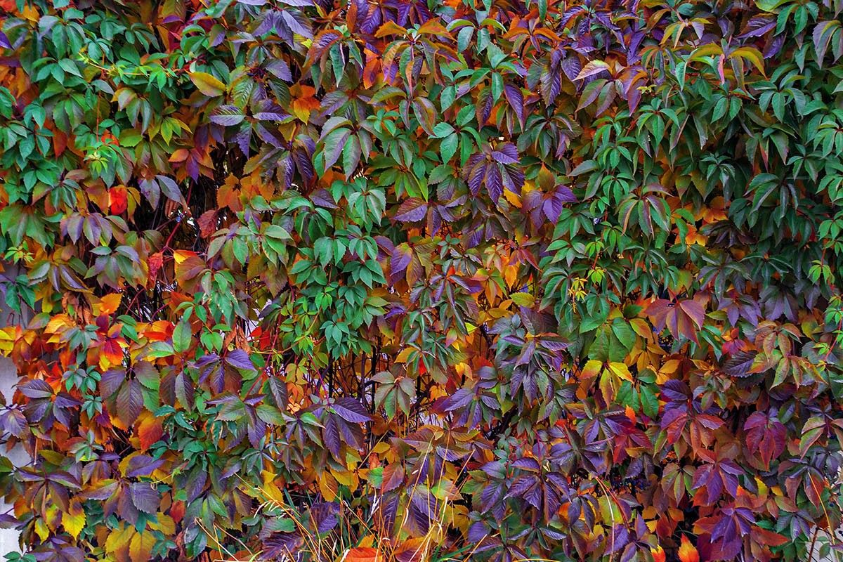 девичий виноград на заборе