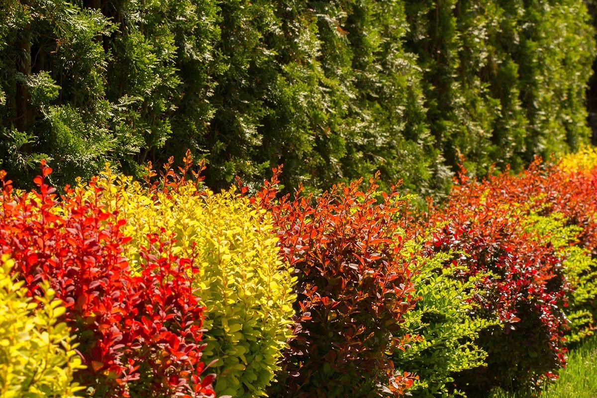 живая изгородь из барбариса