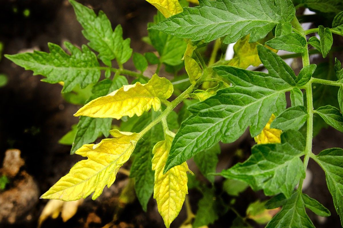 из-за чего сохнут листья у помидоров