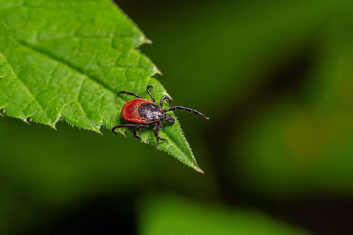 обработка от насекомых