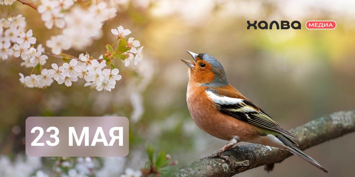 У кого из знаменитостей день рождения 23 мая