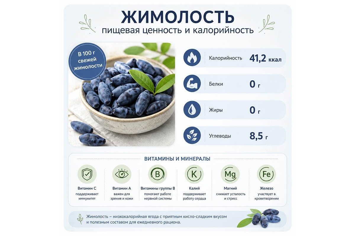 жимолость фото