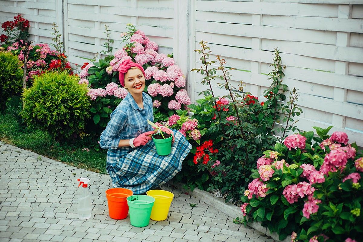 чем подкормить гортензию перед цветением