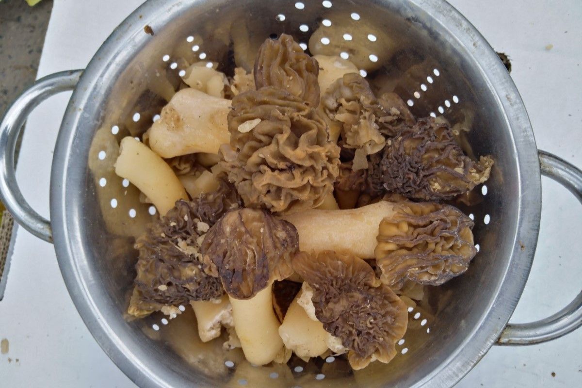 сморчки