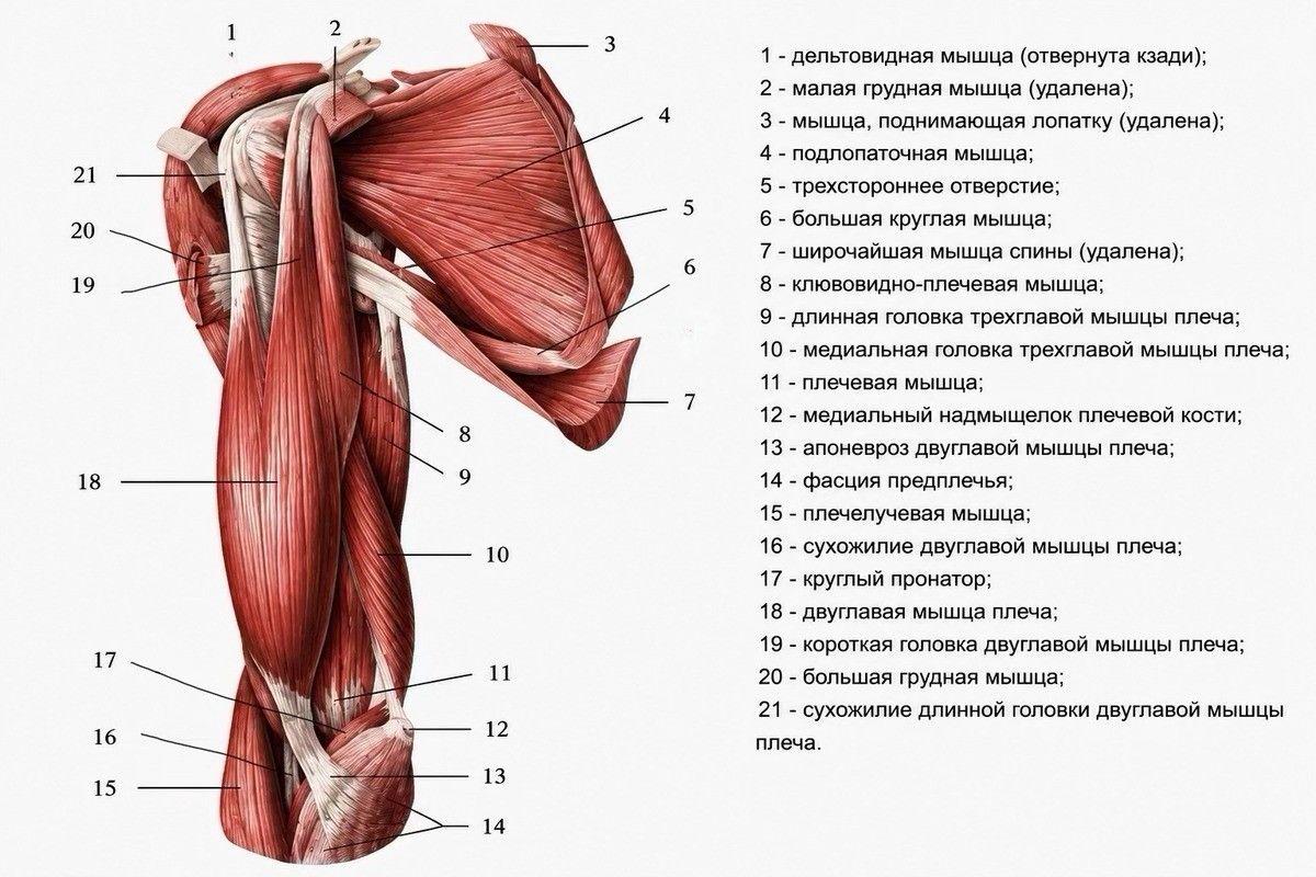 как накачать плечи
