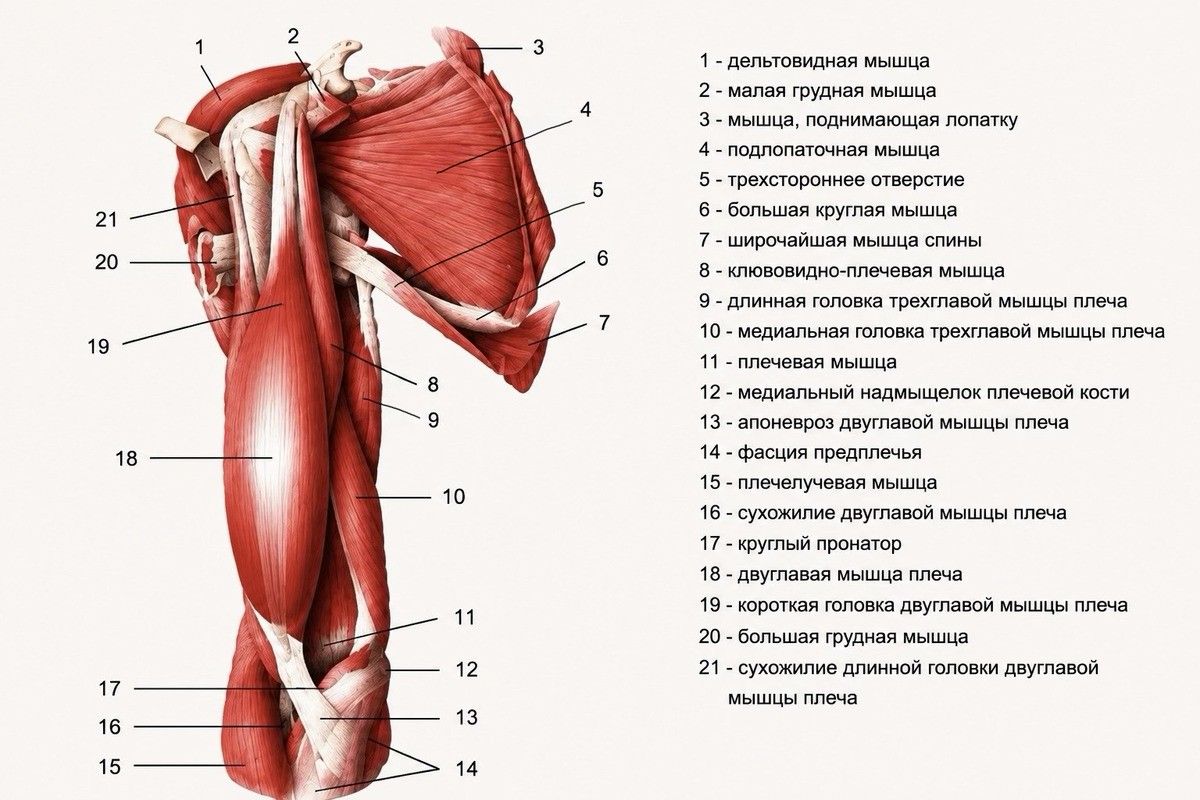 анатомия плеча мышцы