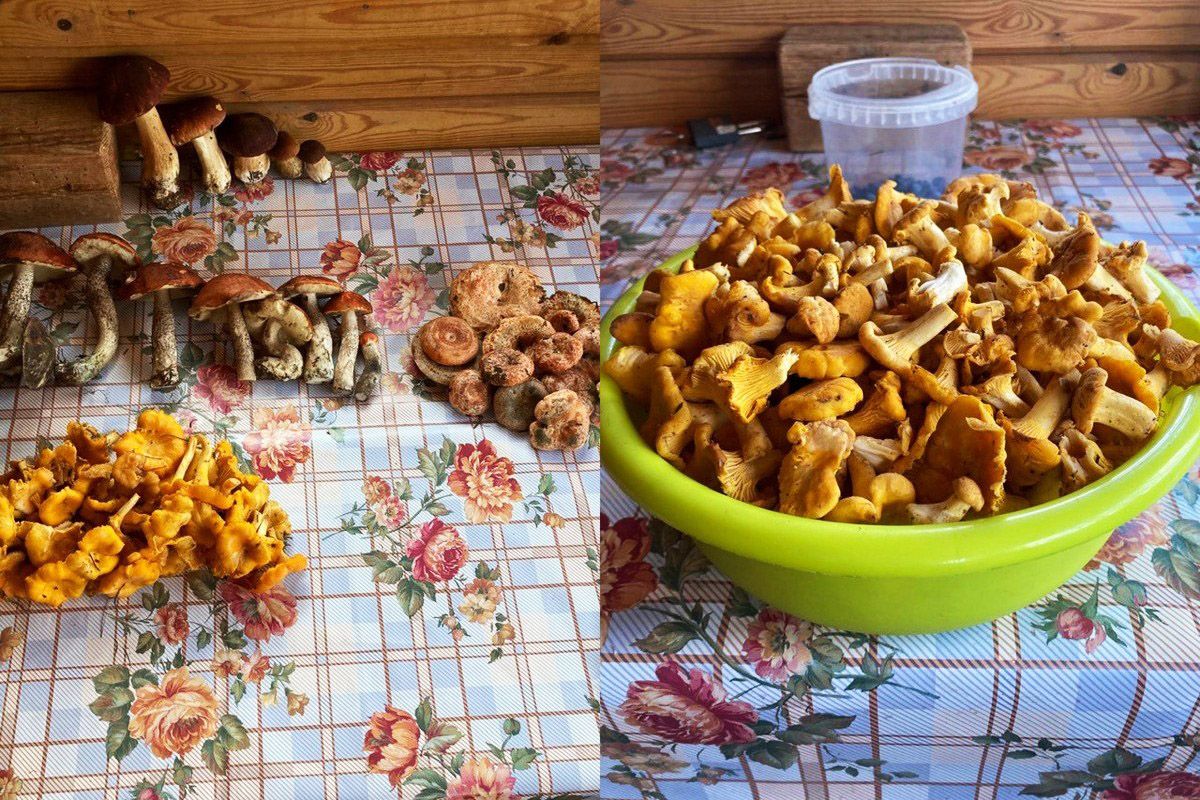 рецепт маринованных лисичек