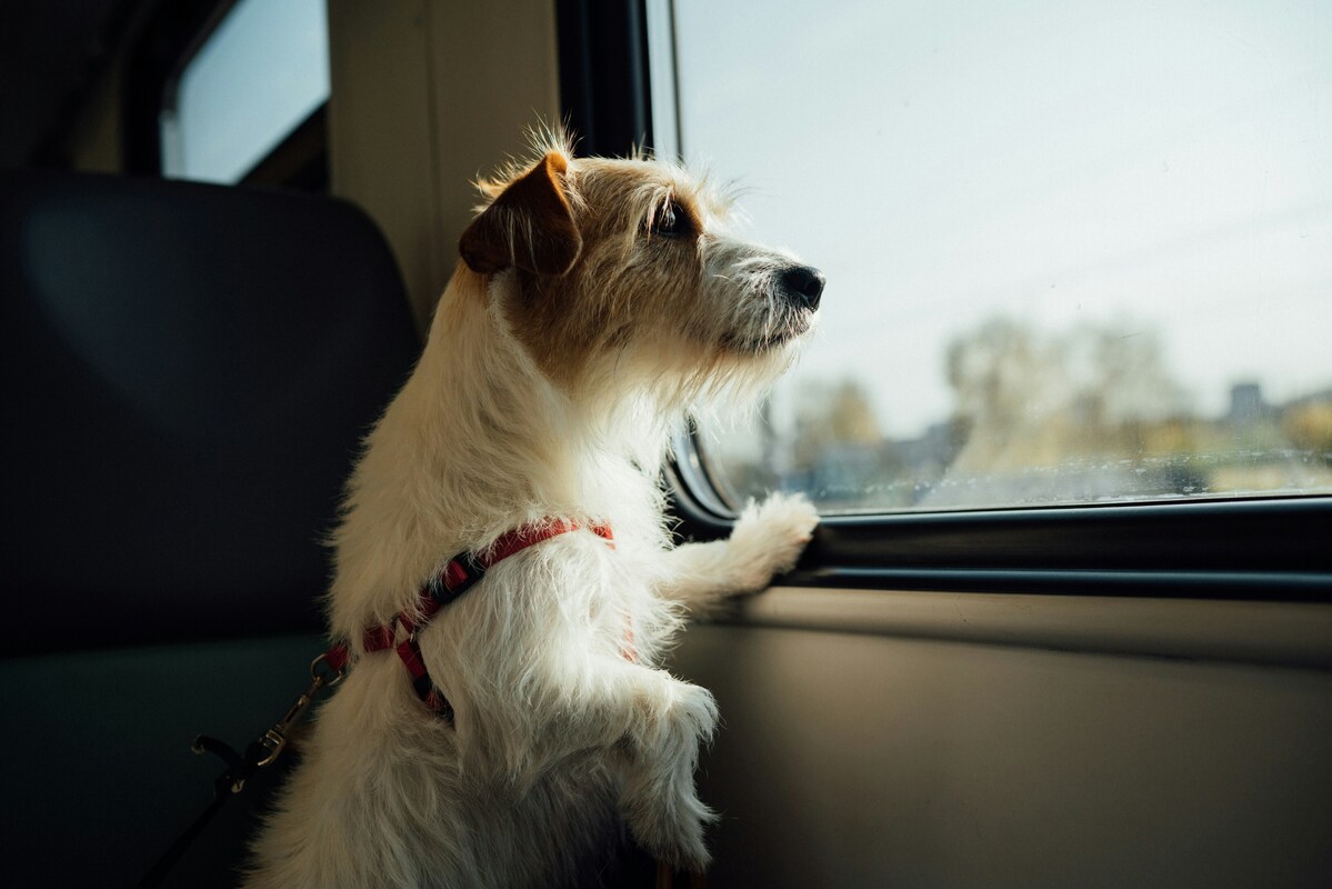 путешествие поезд поездка собака