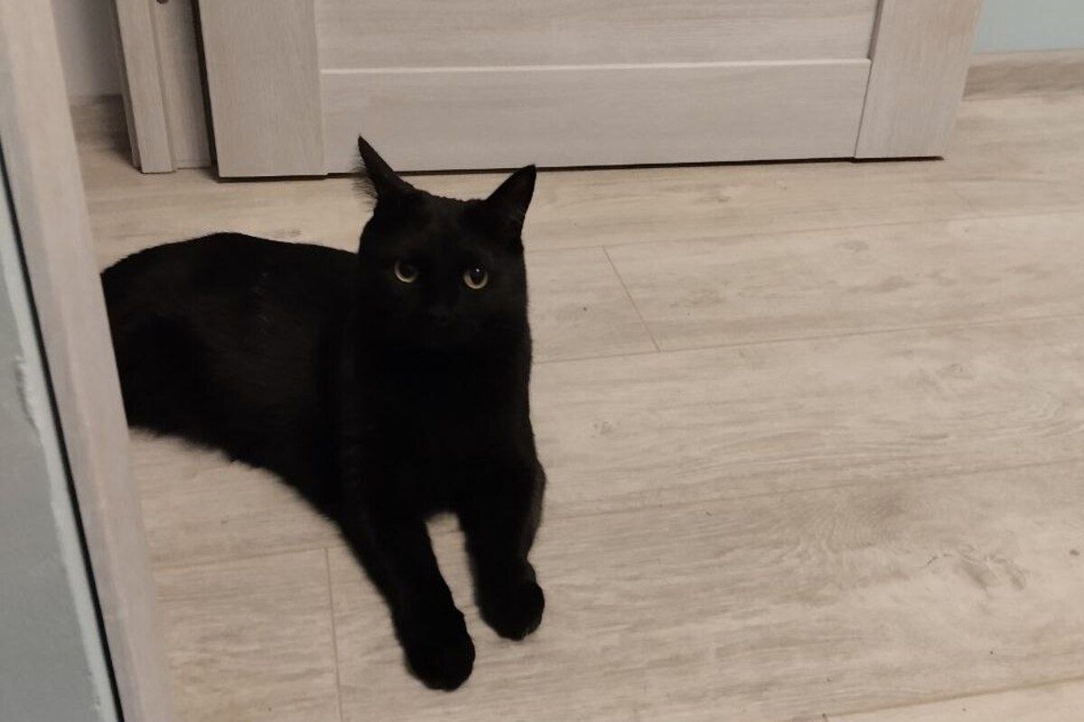 кошка на новом ламинате