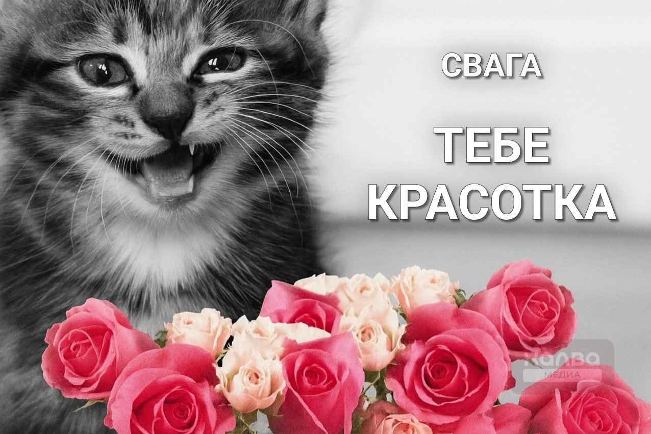 Котик желает «свага»