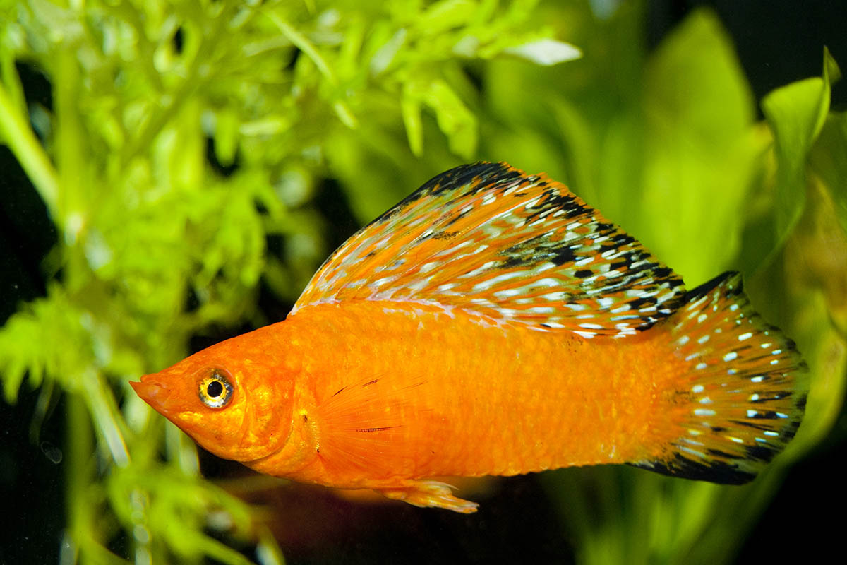 Моллинезия. Источник: iliuta goean / Shutterstock / FOTODOM 