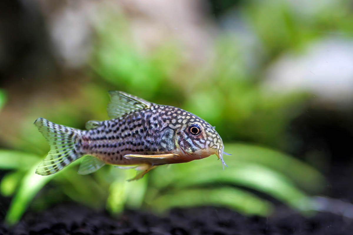 Коридорас. Источник: Vojce / Shutterstock / FOTODOM 