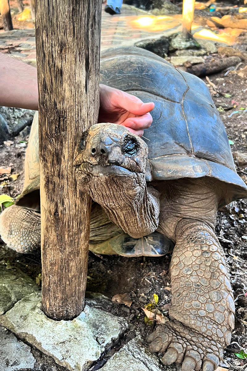 Добрые, контактные. Источник: личный архив Марии Аккужиной