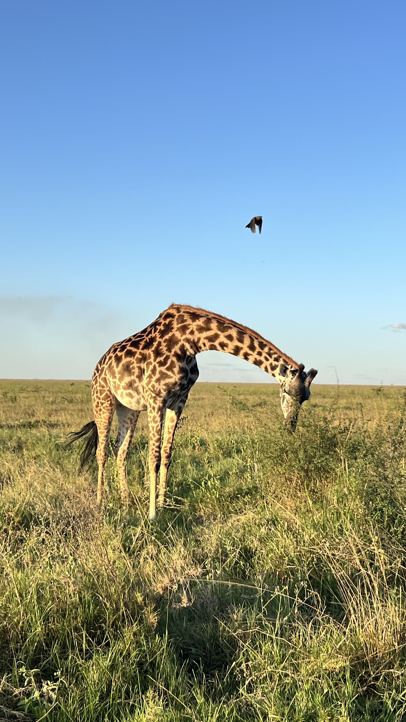 Совсем не то, что в зоопарке. Источник: личный архив Марии Аккужиной