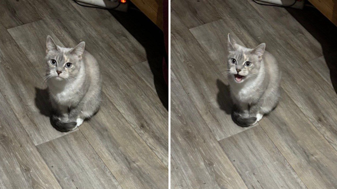 Кошка тоже в тренде