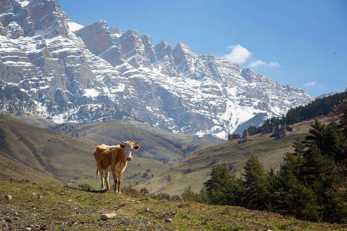 Джейрахское ущелье весной. Источник: Anna Kostenko / Shutterstock / FOTODOM