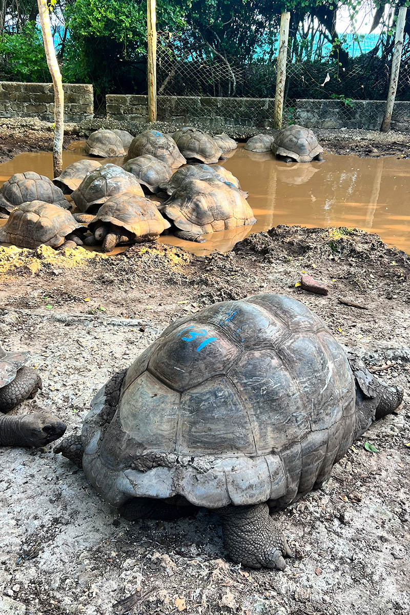 Завораживает, когда черепах много. Источник: личный архив Марии Аккужиной