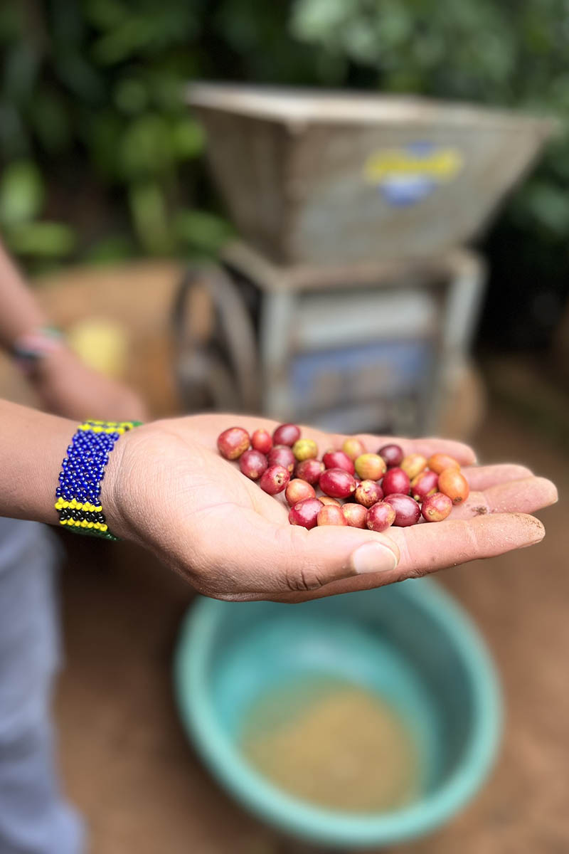 Мастер-класс по обработке зерен кофе. Источник: личный архив Марии Аккужиной