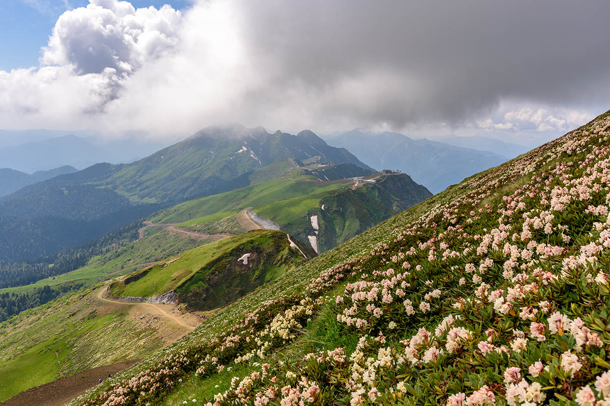 Цветущие рододендроны. Источник: Maks Ershov / Shutterstock / FOTODOM