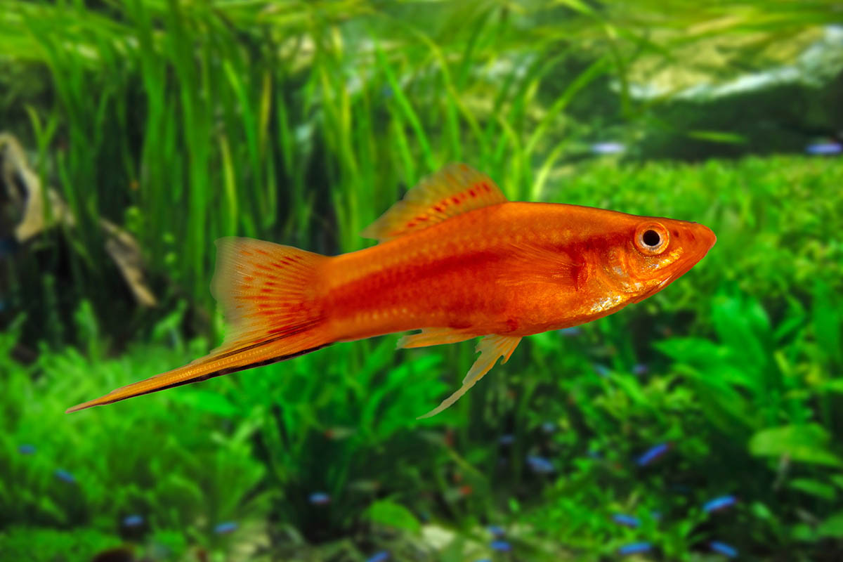 Меченосец. Источник: Artem Avetisyan / Shutterstock / FOTODOM 