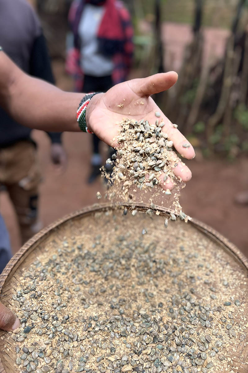 Мастер-класс по обработке зерен кофе. Источник: личный архив Марии Аккужиной