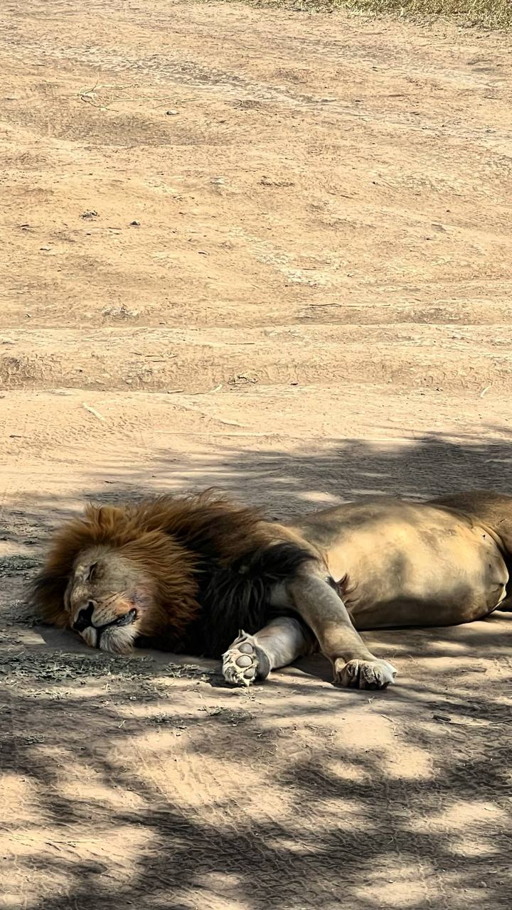Совсем не то, что в зоопарке. Источник: личный архив Марии Аккужиной