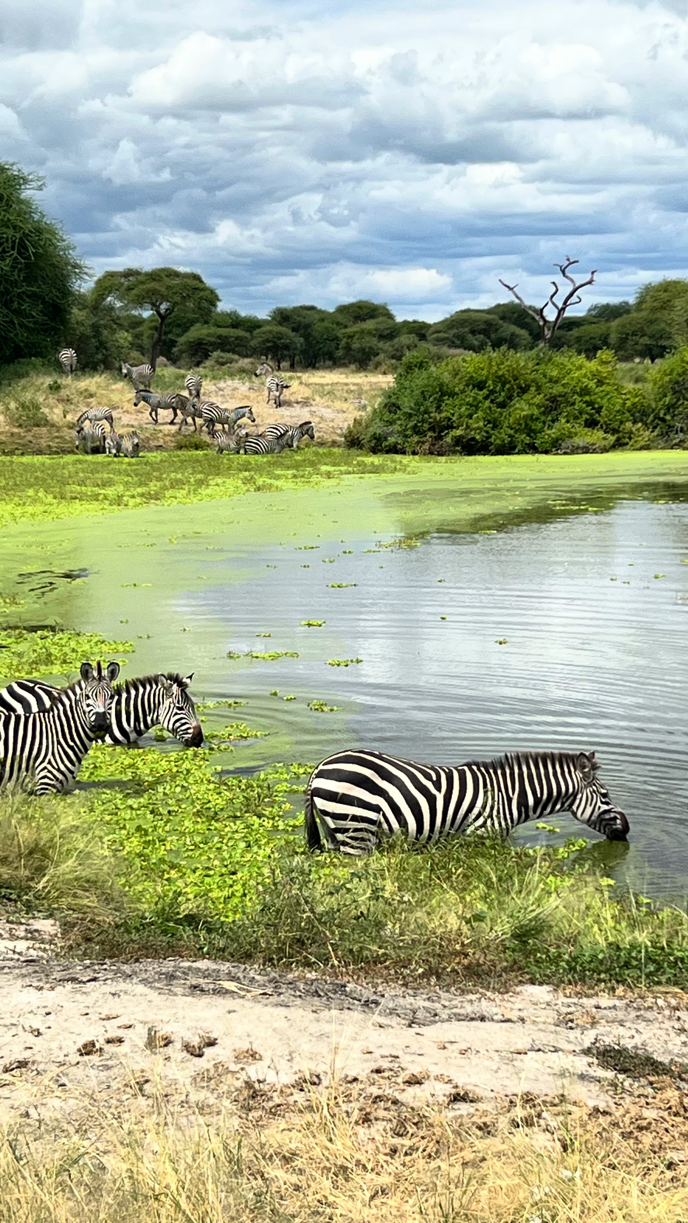 Совсем не то, что в зоопарке. Источник: личный архив Марии Аккужиной